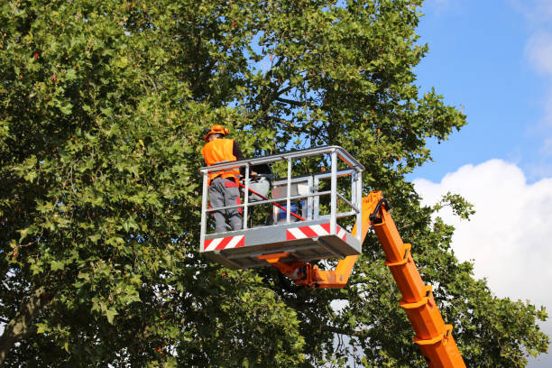 Best Utility Line Clearance  in Henderson, TX